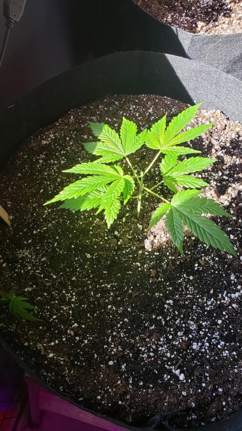 Au naturale on the outer rim. Week 8