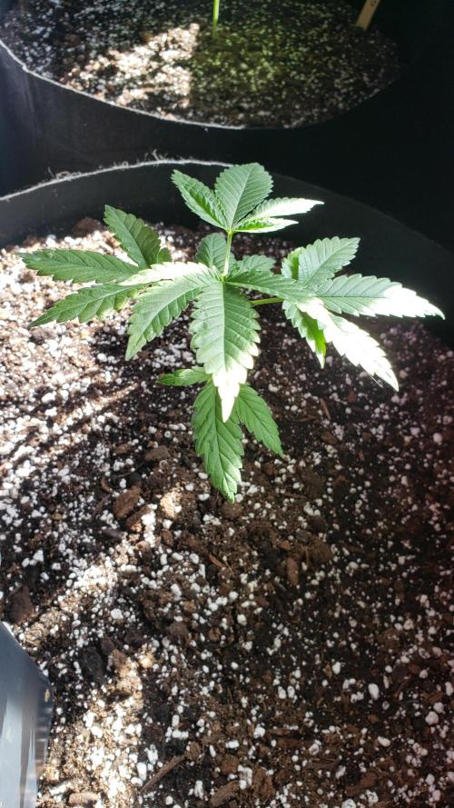 Au naturale on the outer rim. Week 8