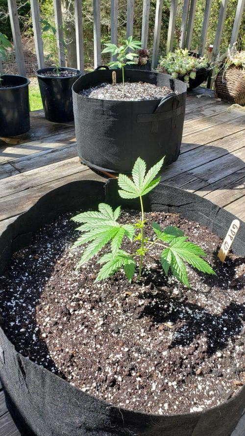 Au naturale on the outer rim. Week 9