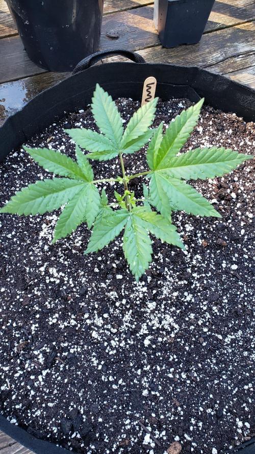 Au naturale on the outer rim. Week 9