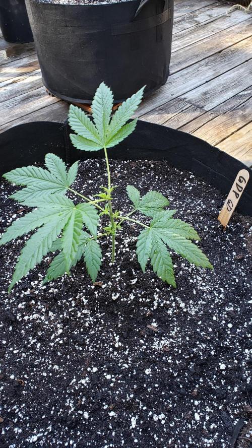 Au naturale on the outer rim. Week 9