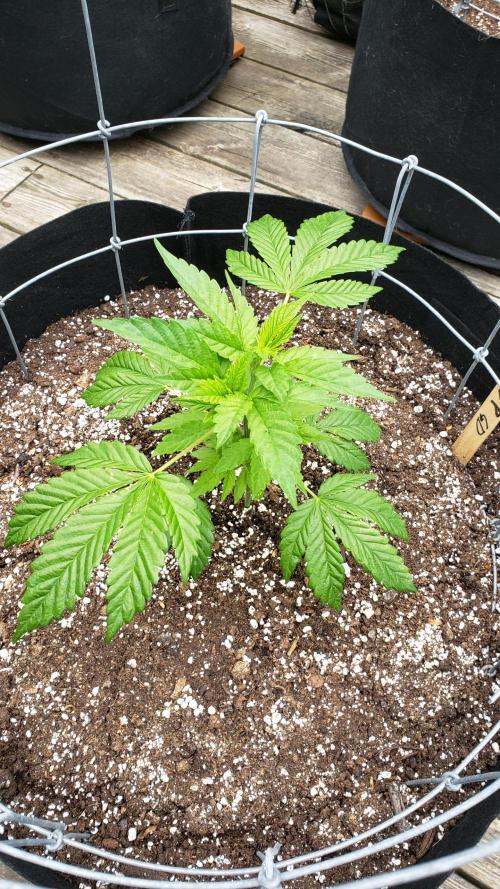 Au naturale on the outer rim. Week 10