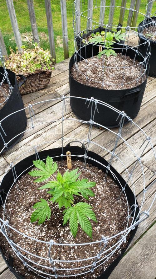 Au naturale on the outer rim. Week 10
