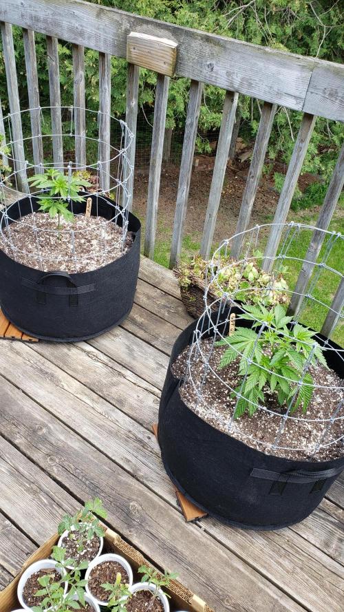 Au naturale on the outer rim. Week 11
