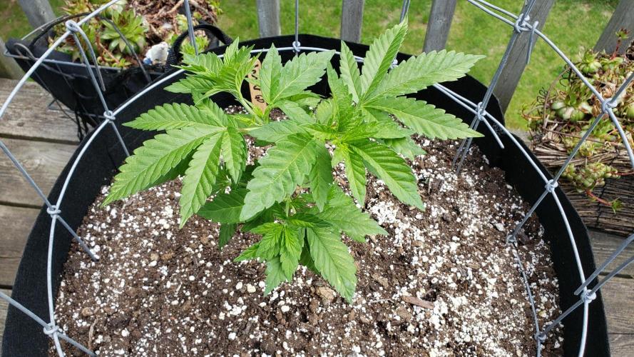 Au naturale on the outer rim. Week 11