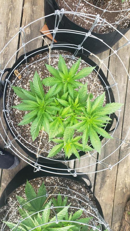 Au naturale on the outer rim. Week 12