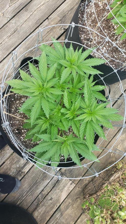 Au naturale on the outer rim. Week 12