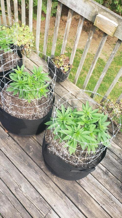 Au naturale on the outer rim. Week 12