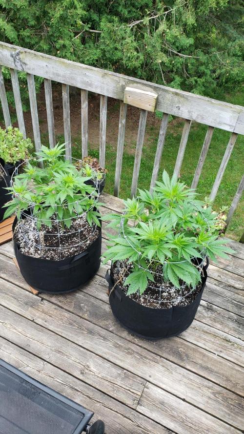Au naturale on the outer rim. Week 13