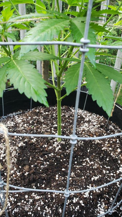 Au naturale on the outer rim. Week 13 - WW