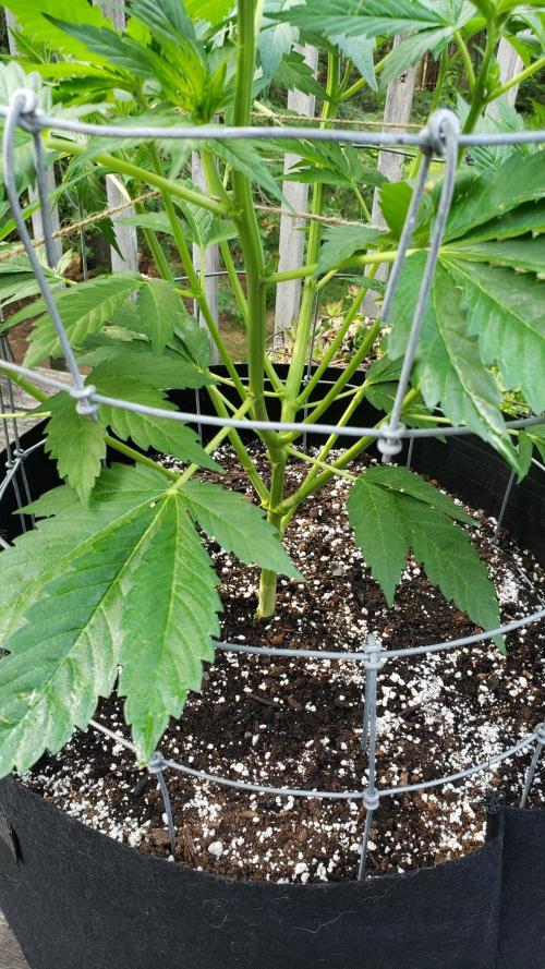 Au naturale on the outer rim. Week 13 - GDP