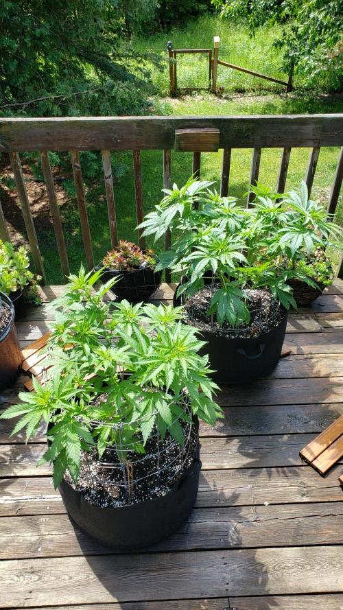 Au naturale on the outer rim. Week 14