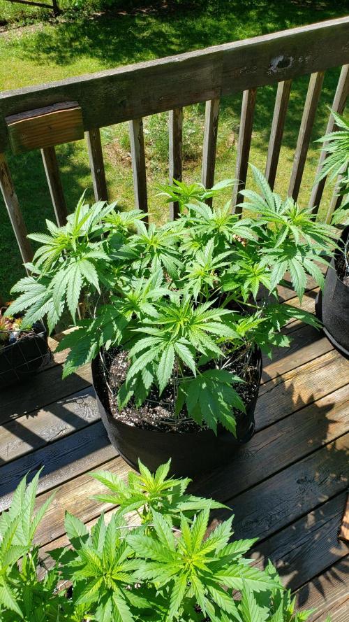 Au naturale on the outer rim. Week 14 - GDP