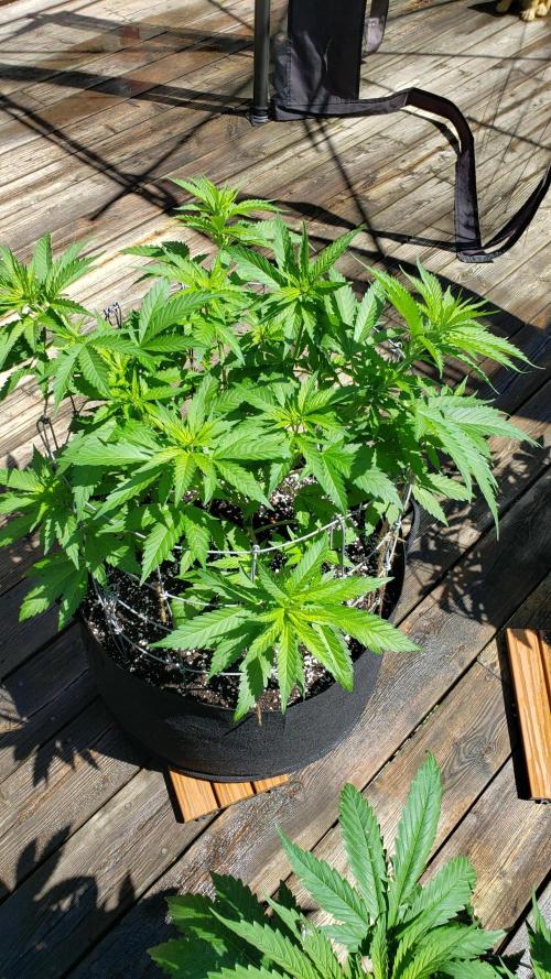Au naturale on the outer rim. Week 14 - WW