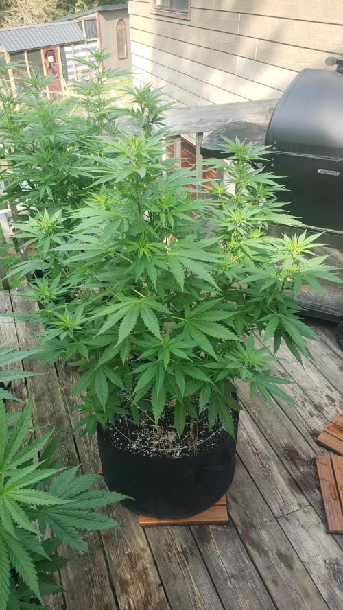 Au naturale on the outer rim. Week 16