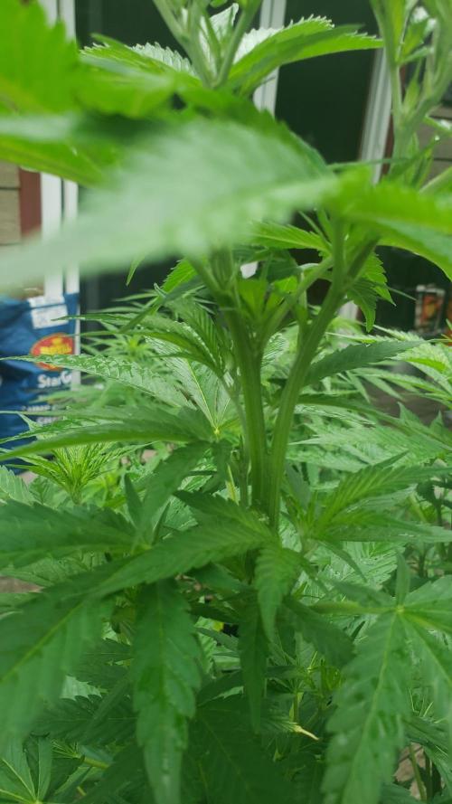 Au naturale on the outer rim. Week 16 - This is atop the WW. No leaf on either side. She just split.