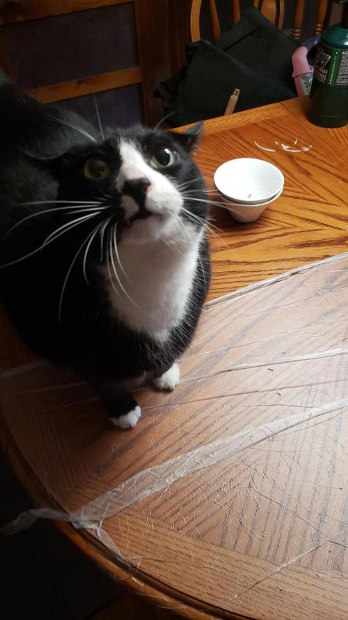 Au naturale on the outer rim. Week 27 - That ain't catnip, Scheißburger