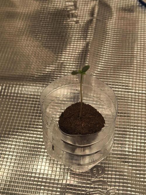 Wedding Glue - Super soil (Lurpe). Week 0 - Plastic bottle opening on day 2