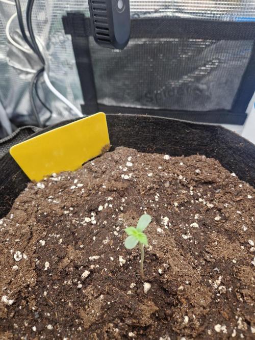 Wedding Glue - Super soil (Lurpe). Week 0 - Transplant 