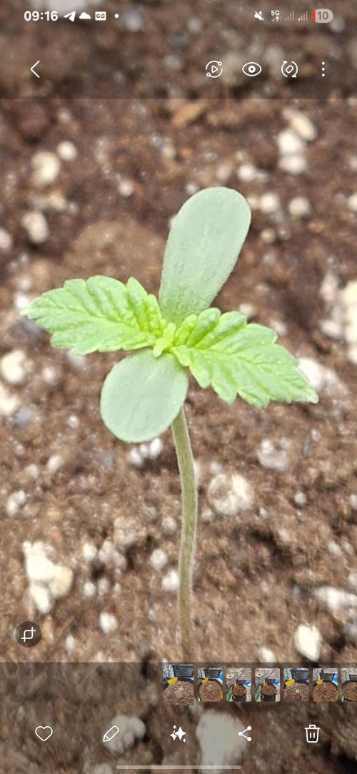 Wedding Glue - Super soil (Lurpe). Week 0