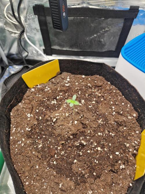 Wedding Glue - Super soil (Lurpe). Week 0