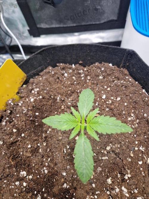 Wedding Glue - Super soil (Lurpe). Week 1