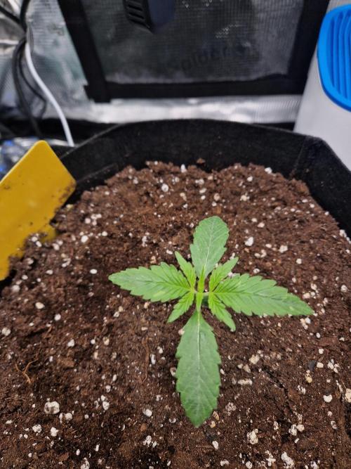 Wedding Glue - Super soil (Lurpe). Week 1
