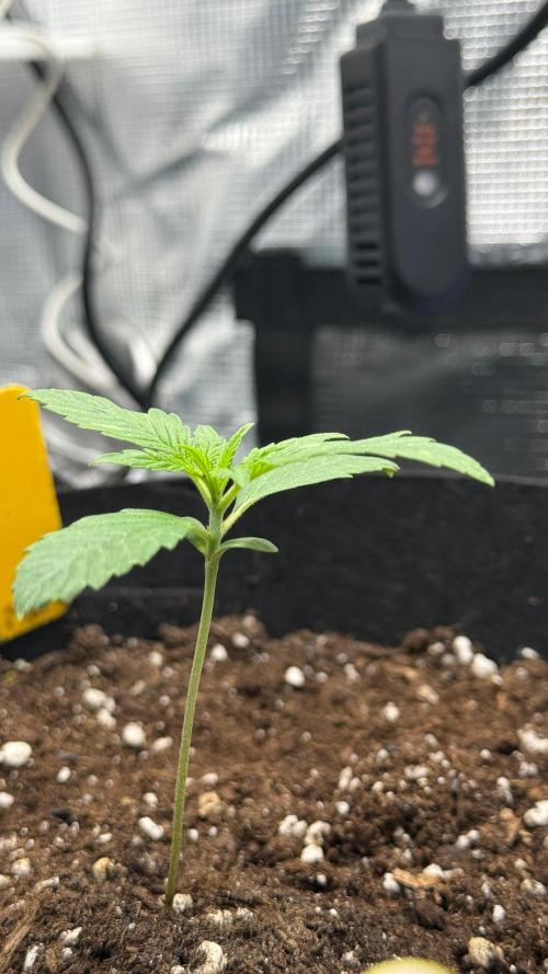 Wedding Glue - Super soil (Lurpe). Week 1