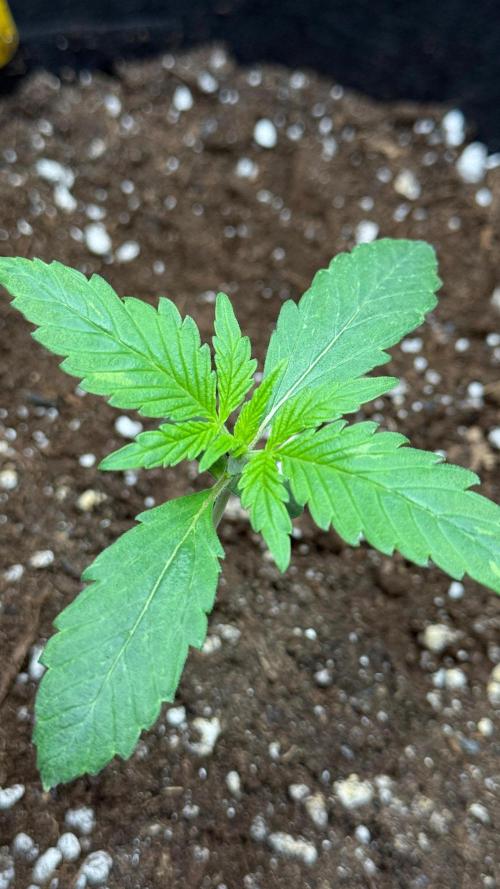 Wedding Glue - Super soil (Lurpe). Week 1