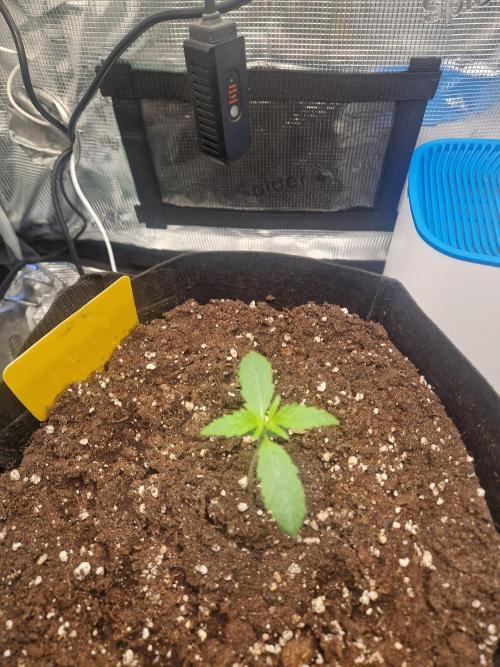 Wedding Glue - Super soil (Lurpe). Week 1