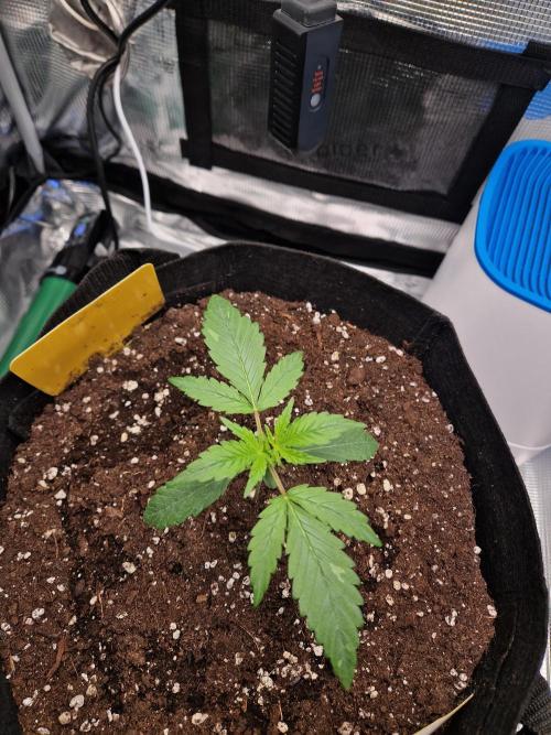 Wedding Glue - Super soil (Lurpe). Week 2