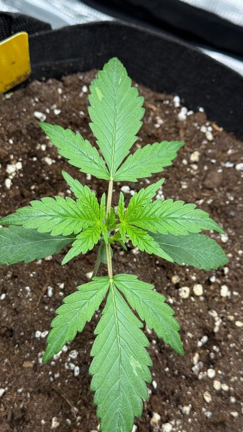 Wedding Glue - Super soil (Lurpe). Week 2