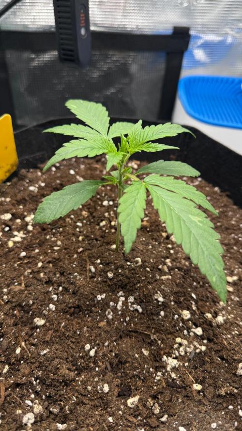 Wedding Glue - Super soil (Lurpe). Week 3