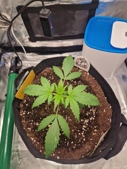 Wedding Glue - Super soil (Lurpe). Week 3