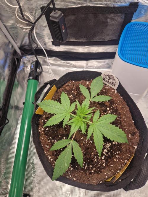 Grow Tent 2'x2' (70x70x160cm). Week 3
