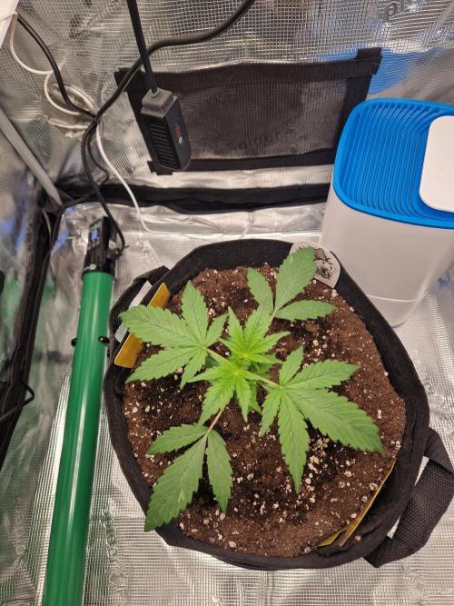 Grow Tent 2'x2' (70x70x160cm). Week 3