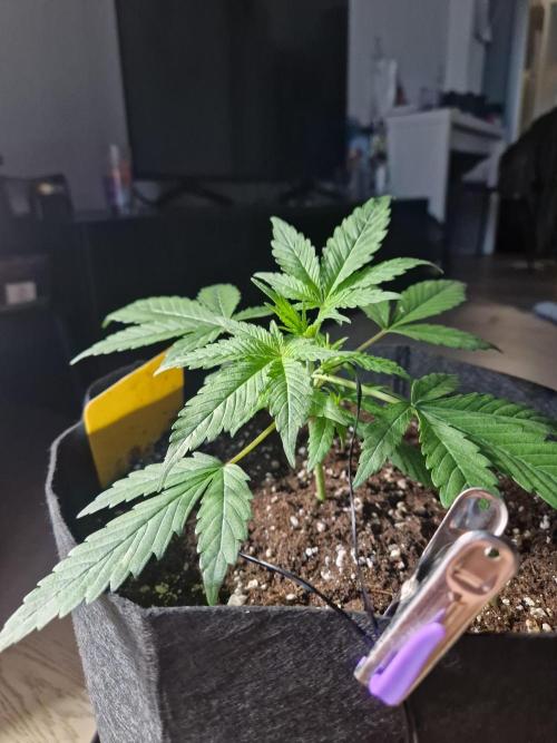 Grow Tent 2'x2' (70x70x160cm). Week 3