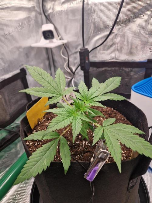 Grow Tent 2'x2' (70x70x160cm). Week 3
