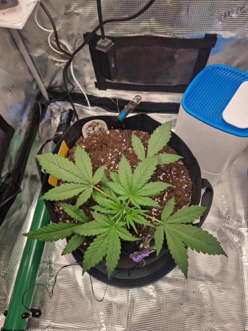 Wedding Glue - Super soil (Lurpe). Week 4