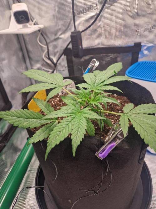 Grow Tent 2'x2' (70x70x160cm). Week 4