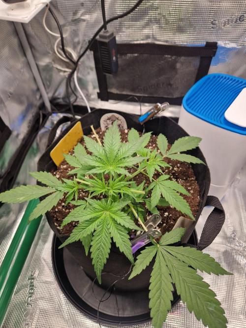 Grow Tent 2'x2' (70x70x160cm). Week 4