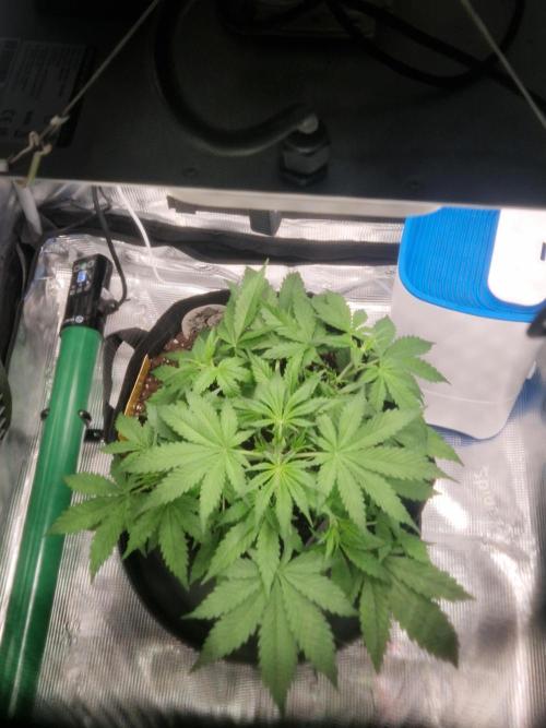 Grow Tent 2'x2' (70x70x160cm). Week 5