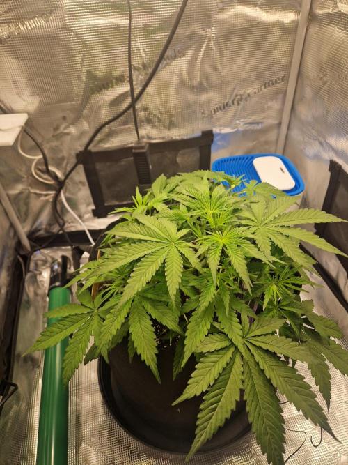 Wedding Glue - Super soil (Lurpe). Week 5
