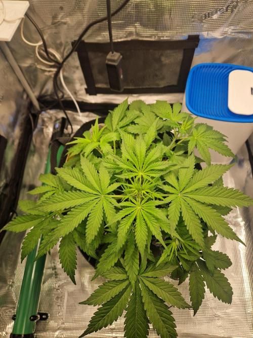 Wedding Glue - Super soil (Lurpe). Week 5