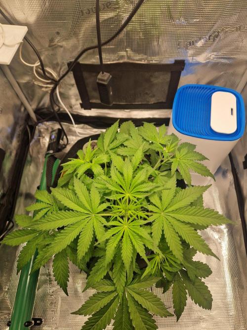 Wedding Glue - Super soil (Lurpe). Week 5