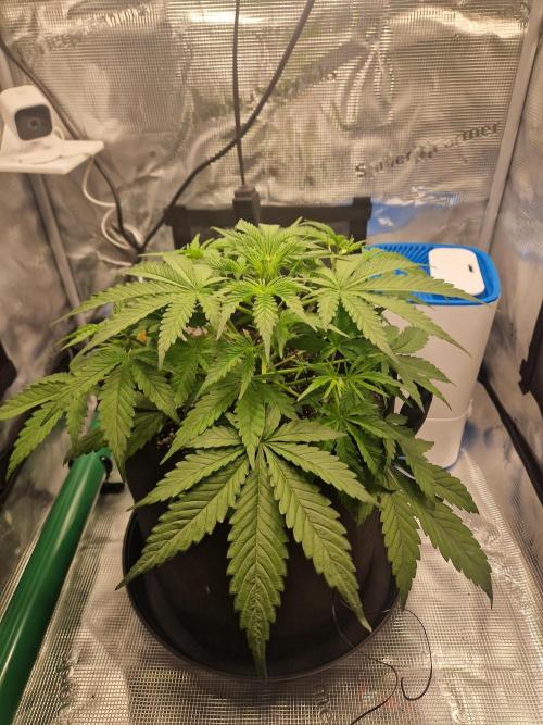 Grow Tent 2'x2' (70x70x160cm). Week 5
