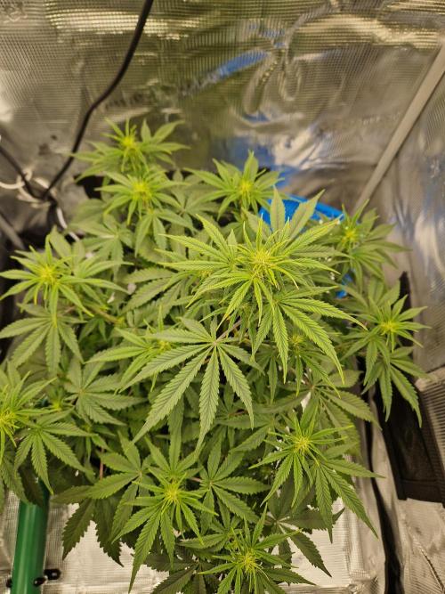 Wedding Glue - Super soil (Lurpe). Week 6