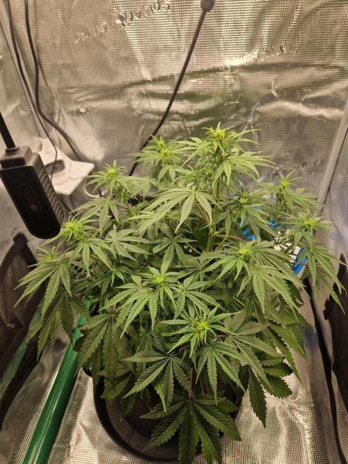 Wedding Glue - Super soil (Lurpe). Week 6