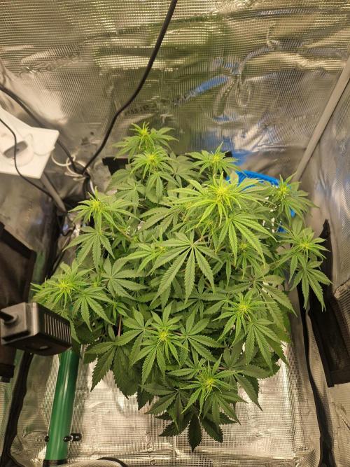 Wedding Glue - Super soil (Lurpe). Week 6