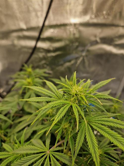 Grow Tent 2'x2' (70x70x160cm). Week 6